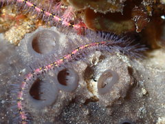 Ophiothrix caespitosa