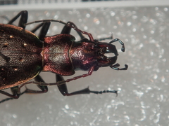 Carabus irregularis irregularis