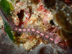 Ophiothrix caespitosa