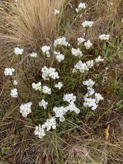 Gentianella bellidifolia