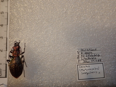 Carabus irregularis irregularis