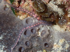 Ophiothrix caespitosa