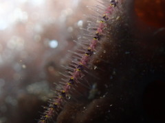 Ophiothrix caespitosa