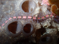 Ophiothrix caespitosa