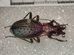 Carabus irregularis irregularis