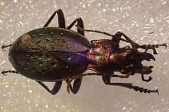 Carabus irregularis irregularis