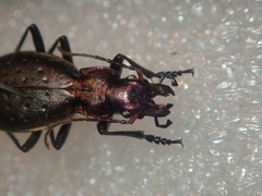 Carabus irregularis irregularis