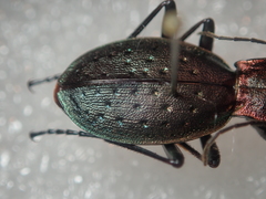 Carabus irregularis irregularis
