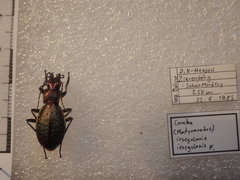 Carabus irregularis irregularis