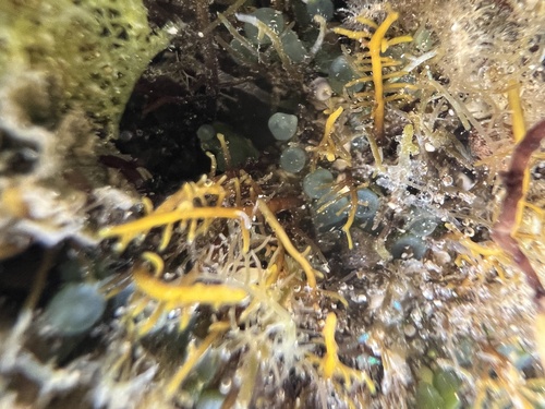 Gelidiella acerosa observed 2022-01-27