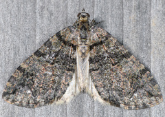 Hydriomena albifasciata