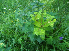 Euphorbia hyberna