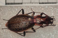 Carabus irregularis irregularis