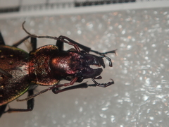 Carabus irregularis irregularis