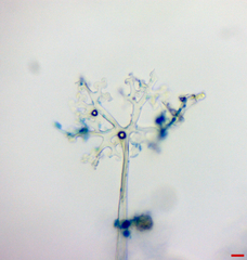 Erysiphe extensa curta