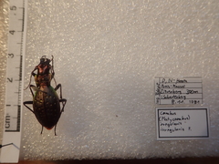 Carabus irregularis irregularis