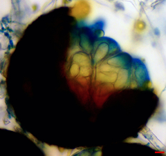 Erysiphe extensa curta