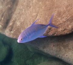 Ferdauia orthogrammus