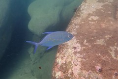 Ferdauia orthogrammus