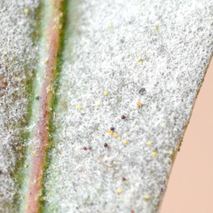 Erysiphe extensa curta