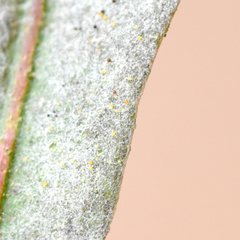 Erysiphe extensa curta