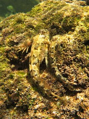 Aplodactylus lophodon