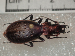 Carabus irregularis irregularis