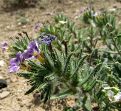 Stenosolenium saxatile