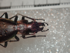 Carabus irregularis irregularis