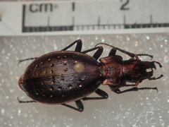 Carabus irregularis irregularis