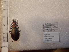 Carabus irregularis irregularis