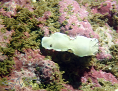Glossodoris angasi