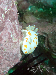 Goniobranchus tasmaniensis