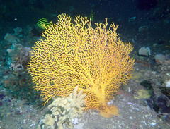 Melithaea zimmeri