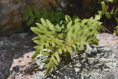 Myriopteris alabamensis