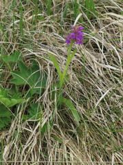 Dactylorhiza lapponica