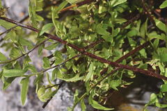 Myriopteris alabamensis