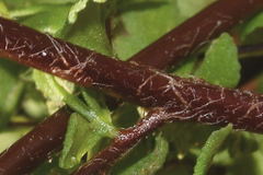 Myriopteris alabamensis