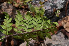 Myriopteris alabamensis