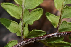 Myriopteris alabamensis