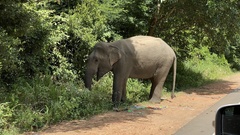 Elephas maximus maximus