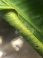 Trioza brevigenae