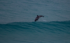 Cephalorhynchus heavisidii