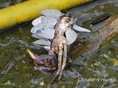 Geothelphusa miyazakii