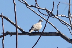 Streptopelia decaocto