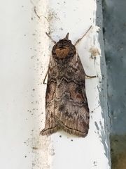 Nycteola