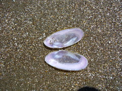 Hiatula nitida