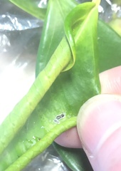 Trioza brevigenae