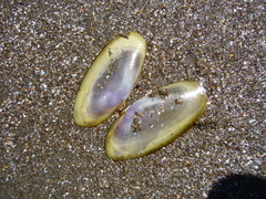 Hiatula nitida