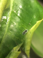 Trioza brevigenae